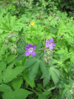 Usmintien varrella nämme kukkivan kurjenpolven