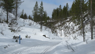 Latu kurukossa johtaa kohti Saariselän kyläkeskustaa.