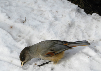 Kuukkeli tuli kaveriksi eväiden syöntiin.