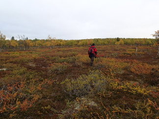 Paljakasta löytyi jo mukavasti  ruskan värejäkin.