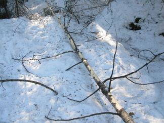 Jänis joutuu talvella turvautumaan niukempaan ravintoon. Kaatuneen haavan kuori on ollut jäniksille mielusta syötävää.