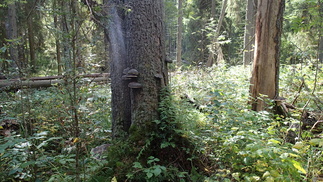 Latokuusikon puut olivat sangen valtaisia, ja isoimmat niistä olivat saaneet koristeekseen kääpiä.