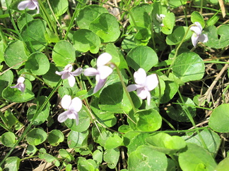 Suo-orvokkia tavattiin useassa paikassa reitin varrella