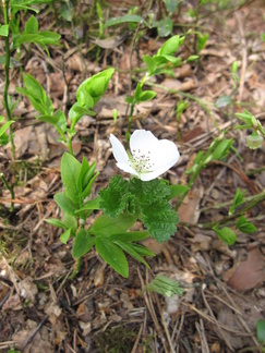 Suomuurain kukki Sveitsinsuolla
