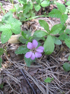 Mesimerja Sveitsinsuolla