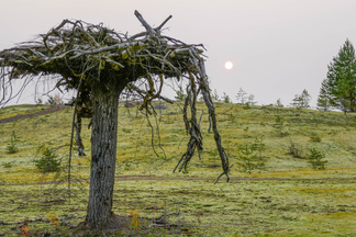Jukolan viesti ei kulkenut Suomiehen kautta...