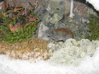 ...nimittäin hangen alla asustaa sopuli