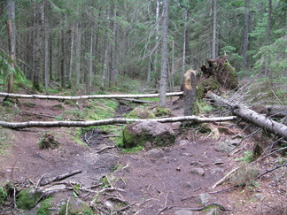 .. muuten polku risteili kuruja..