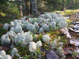 Palleroporonjäkälä - Cladonia stellaris.