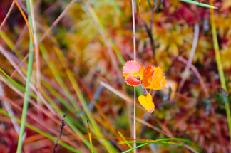 Pienen vaivaiskoivun lehtien lukumäärän osaisi laskea alakoululainenkin.