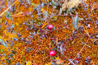 Tapasimme suolla ämpärin kera kulkeneen marjastajan, joka poimi suolta karpaloita. Hänen mukaansa karpalosato vaikutti olleen vaatimaton tänä vuonna.