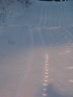 Kettu oli jolkottanut latu-urassa.