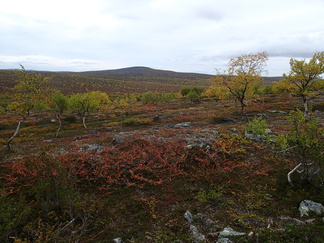 Koska matka alempana kävi kovin kumpareiseksi, päätettiin luopua suolla käynnistä ja käännyttiinkin suoraan lähimpään puronvarteen lounaspaikkaa etsimään.