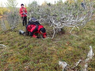 Timo päätti tutkia, miten hyvä sadesuoja löytyisi ainakin 500 vuotta vanhan katajan alta.