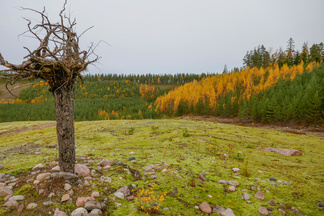 Silmiinpistävää maisemassa oli sorapintaan kasvanut sammal, joka loisti vihreänä.