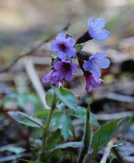 ...tehden kasvihavaintoja. Lehtoimikkä bongattiin!