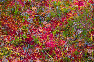 Maaruska on näkyvä jä värikäs sammalpeitteisessä suomaastossa.