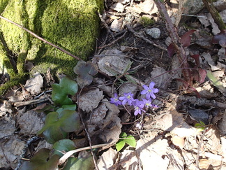 Leskenlehtien lisäksi matkalaiset bongasivat Sinivuokotkin polun katveesta.