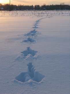 Jäneskö lie hypähdellyt vaiko rusakko?