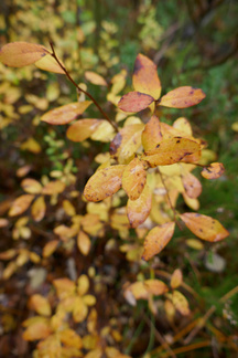 Juolukan ruskaväritys