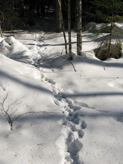Jänöjussiakin on juoksuttanut tämä kevätaika...