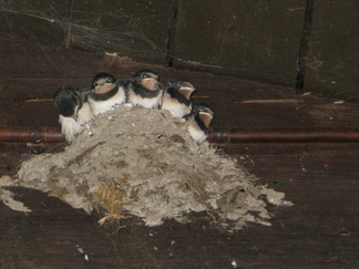Pääskynen oli tehnyt pesänsä partiotuvan räystään alle. Poikasilla oli hirmu nälkä!
