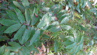 Lehtokieloa tavataan rannikolla. Kalliokielo on sille läheistä sukua, mutta lehtokielo kasvaa suuremmaksi.