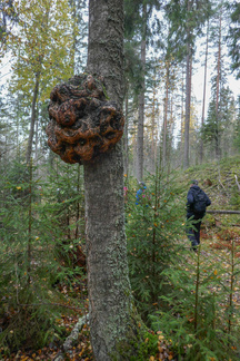 Komea pahka koivun kyljessä