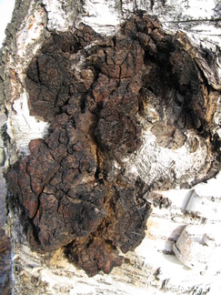 Pakurikääpä sattui vielä silmään kotimatkalla. Tästä voisi keitellä tujut tsajut. Tauti loittonisi takuulla. Mikä tahansa tauti!