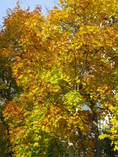 Kiitos Järvenpään Ladulle mukavasta retkestä