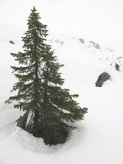 Karussa kurussa kuusi on sinnitellyt talven yli..