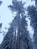 Sveitsin seiskalenkiltä löytyy myös hyvää vauhtia keloutumassa oleva männynjärkäle.