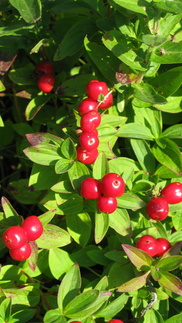 Ruohokanukka kasvaa pohjoisessa, mutta myös ranikkoseuduilla.