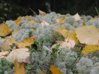 Jäkälät on koristettu haavan lehdillä!