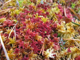 Rannasta löytyy ties mitä!