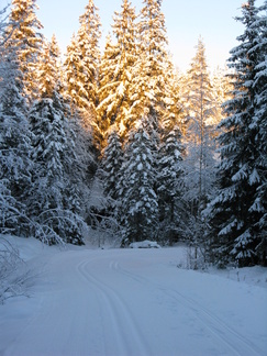 Latu on avattu muyös Kiiskilammen lenkillä, vakka siitä ei tietoa latukarttapalvelusta löydykkään