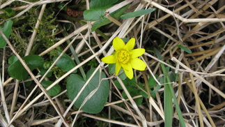 Mukulaleinikki löytyi Siitosen sillan läheisyydestä, paikasta jossa lienee aikaisemmin oluut asutusta.