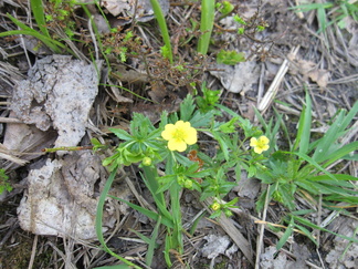 Rätvänä aloittelee kukintaansa