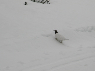 Matkalla bongattiin riekkokukko.