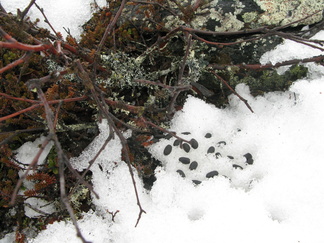 Liekö marjat varisseet syksyllä tunturikoivusta...??