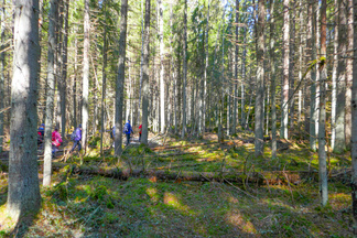 Usmista löytyy paikoin vanhaa, kirveen koskematonta metsää.