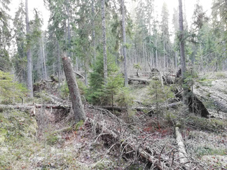 Pohdimme, montako vuotta olikaan kulunut, kun myrsky kaatoi metsää Piilolammen maastossa.