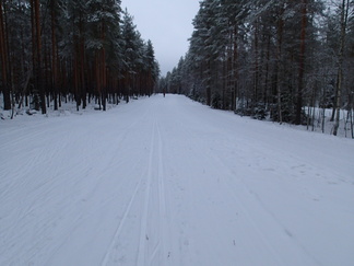 Punanuttuinen sivakoija, en siis ollutkaan ainoa ladulle uskaltautunut.