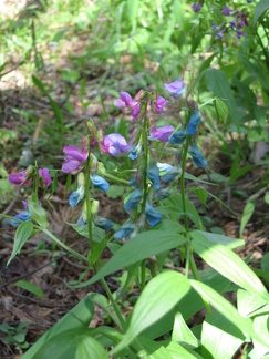 Kevätlinnunherne kukki Latu-Miilun pihapiirissä