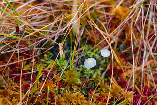 Mitättömän pienikokoisia sieniä havaittiin, mutta lajimääritys jäi tekemättä!