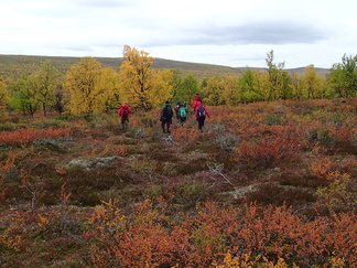 Puron varresta löytyi jo isompaa puustoakin.
