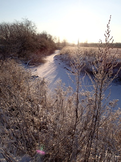 Talventörröttäjiä.