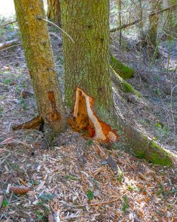 Palokärki oli käsitellyt lahovikaista kuusta