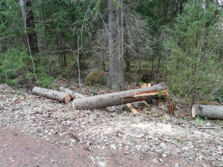 Lahopuuta riittää tuleviakin tarpeita varten Usmintiellä!