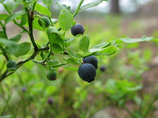 Mustikat kypsyvät jo!